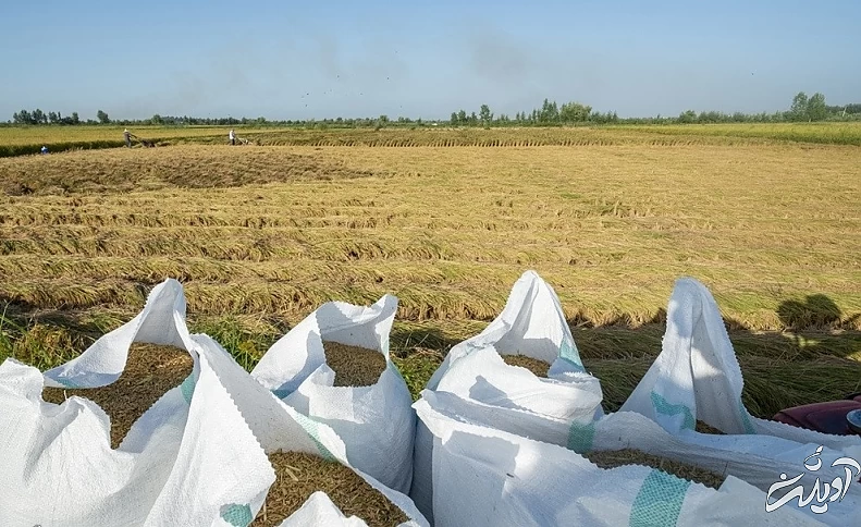 (تصاویر) برداشت برنج در مازندران